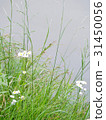 Weeds on the waterside and Himejoon 31450056