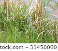 Spring waterside weed 31450060