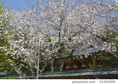 靖國神社的櫻花 31450409