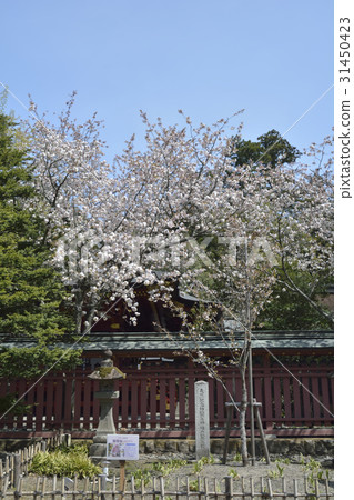 靖國神社的櫻花 靖國神社的櫻花 31450423
