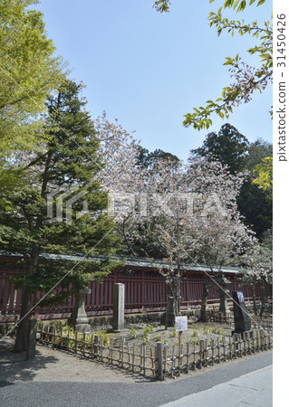 靖國神社的櫻花 靖國神社的櫻花 31450426