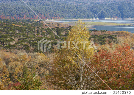 Autumn in Conguillio National Park 31450570
