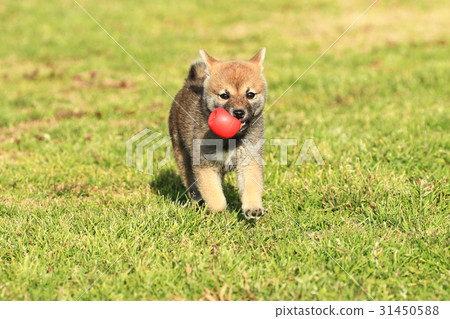 I got it♪ 31450588