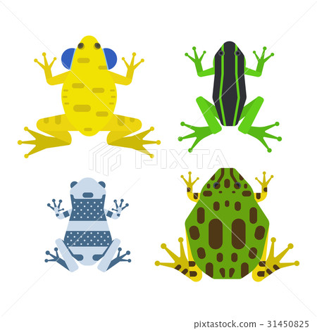 Frog cartoon tropical animal cartoon amphibian Frog cartoon tropical animal cartoon amphibian 31450825
