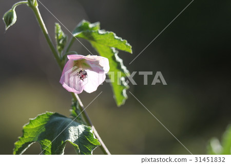 Anisodontea Anisodontea 31451832