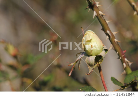 The bud of the rose Mirabella The bud of the rose Mirabella 31451844