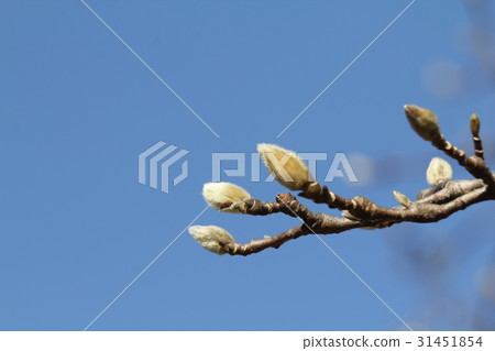 玉蘭花伊麗莎白的萌芽 玉蘭花伊麗莎白的萌芽 31451854