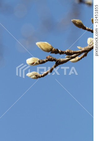 玉蘭花伊麗莎白的萌芽 玉蘭花伊麗莎白的萌芽 31451855