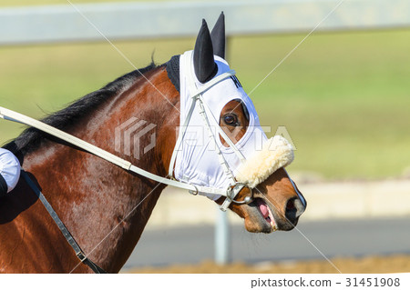 Race Horse Closeup 31451908
