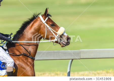 Race Horse Closeup 31451909