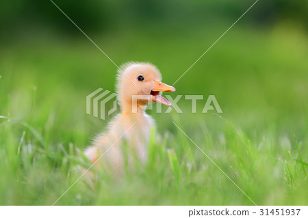 Little duckling on green grass Little duckling on green grass 31451937