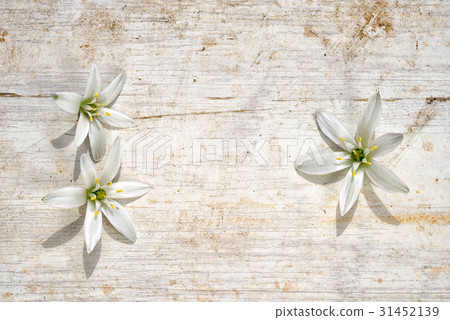 three star of bethlehem flowers three star of bethlehem flowers 31452139