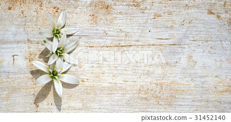 three star of bethlehem flowers 31452140