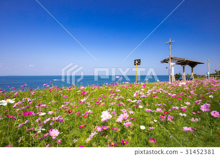 Pink Cosmos and Shimonoseki Station (Shikai Town, Iyo City Ehime Prefecture) 31452381