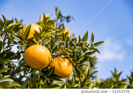 伊坎（Ikan） 31452570