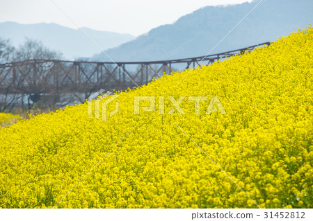 Nanohana Farm (Ozu City, Ehime Prefecture) 31452812