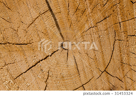 Freshly cut tree logs 31453324