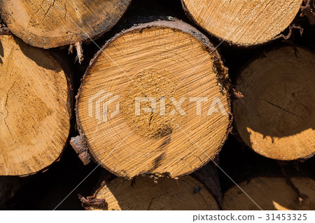 Freshly cut tree logs 31453325