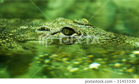 Crocodile in the pond 31453330