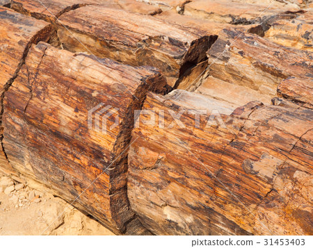 A piece of petrified wood, Petrified forest in 31453403