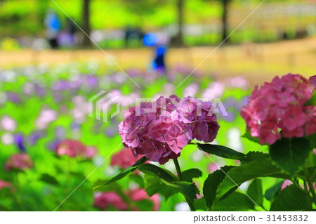 Hydrangea and irises Hydrangea and irises 31453832