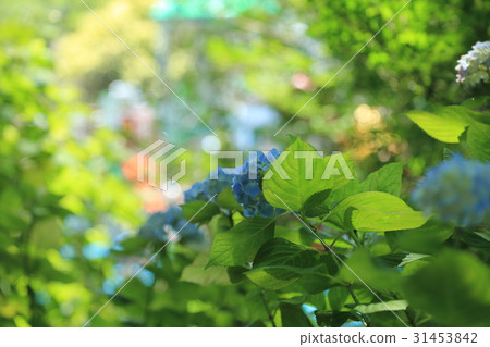 Hydrangea of light color 31453842