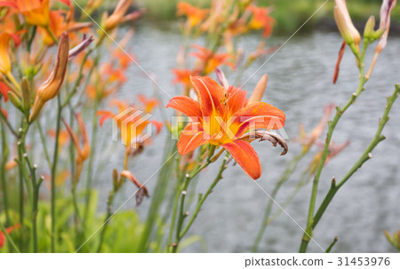 Closeup of beautiful orange tiger lilies Closeup of beautiful orange tiger lilies 31453976