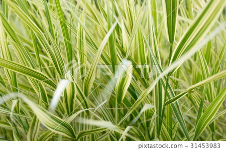 Texture of beautiful long grass grass Texture of beautiful long grass grass 31453983