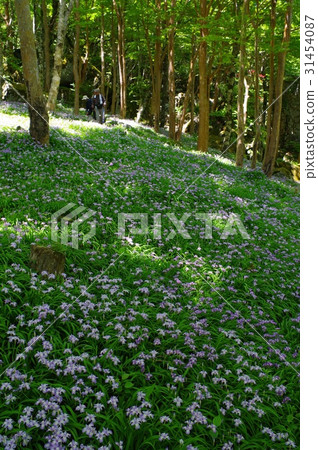 Himejaga Himejaga 31454087