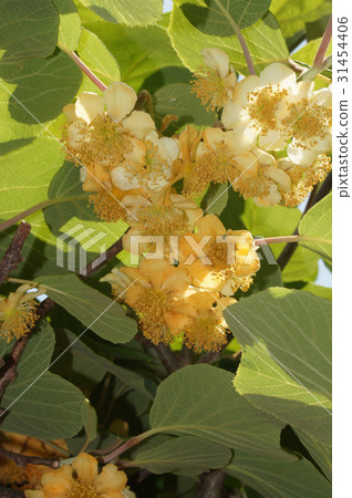 Kiwi Flower Kiwi Flower 31454406