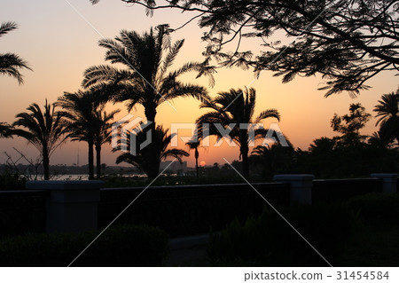 Evening scenery of Nile 31454584