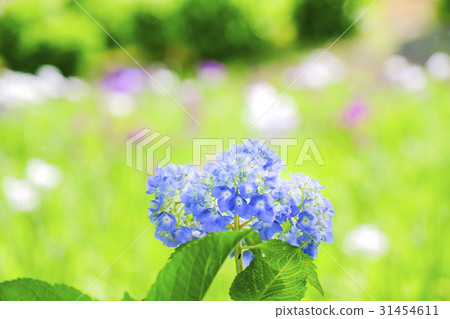 Hydrangea and flower bud Hydrangea and flower bud 31454611
