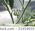 Mini tomato fruit arrived 31454650