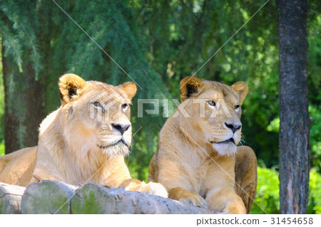 A couple of lions A couple of lions 31454658