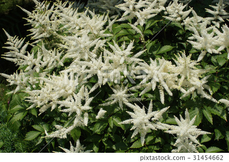 White flowers of Astilibe White flowers of Astilibe 31454662