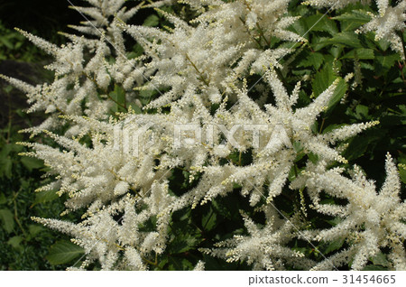 白鷺的白花 31454665