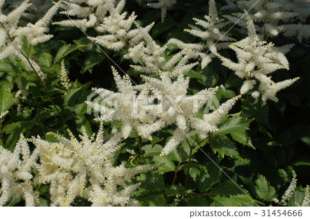 白鷺的白花 31454666