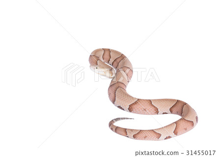 Copperhead Agkistrodon contortrix isolated 31455017