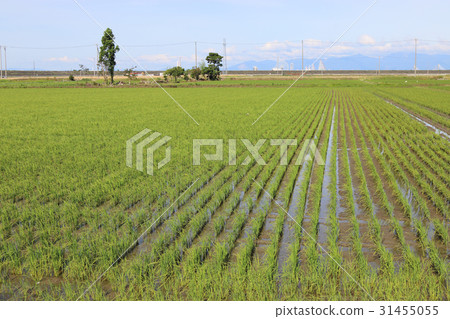 75 days after direct seeding of paddy field in paddy fields 75 days after direct seeding of paddy field in paddy fields 31455055