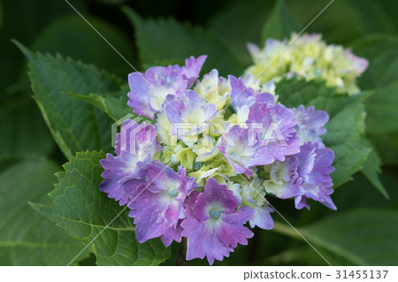 Hydrangea purple 31455137
