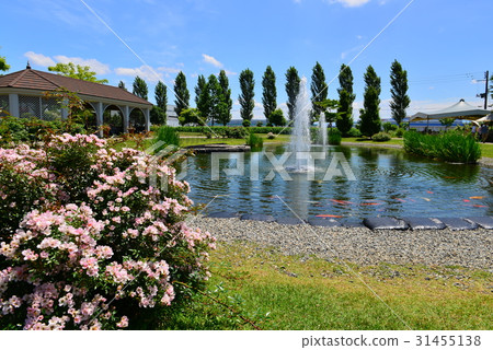 Roses and fountains of English Gartain 31455138