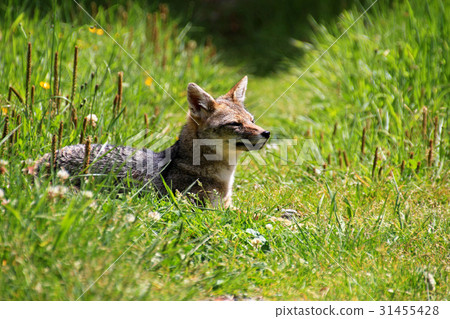 Andean fox, lycalopex culpaeus, also known as 31455428