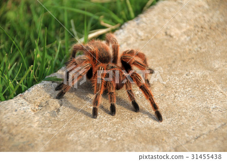 A large brown Rose Hair Tarantula crawling in the A large brown Rose Hair Tarantula crawling in the 31455438