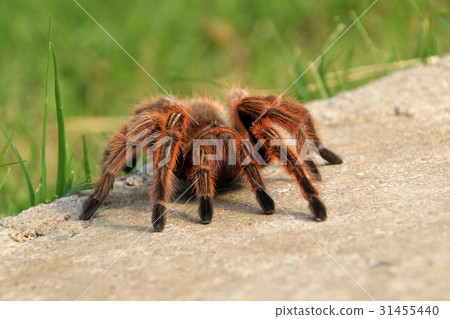 A large brown Rose Hair Tarantula crawling in the 31455440