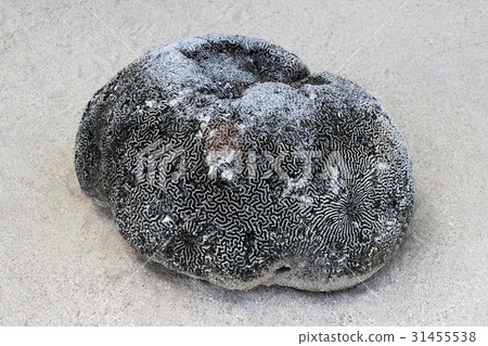 Seashell on the small island of Tobacco Caye Seashell on the small island of Tobacco Caye 31455538