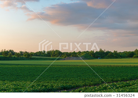 Rural landscape Rural landscape 31456324