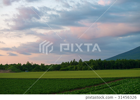 Rural landscape Rural landscape 31456326