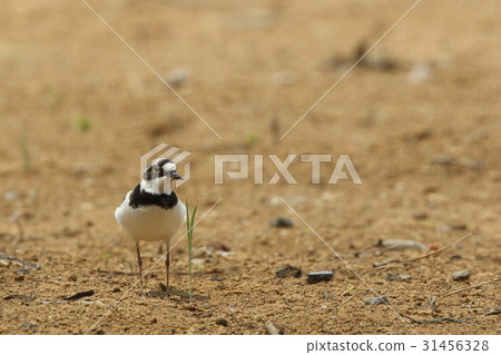 Living beings Bird species is a father of a trombone family. It was surprisingly childish suffering 31456328