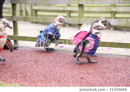 Penguin of dolphin land Penguin of dolphin land 31456666