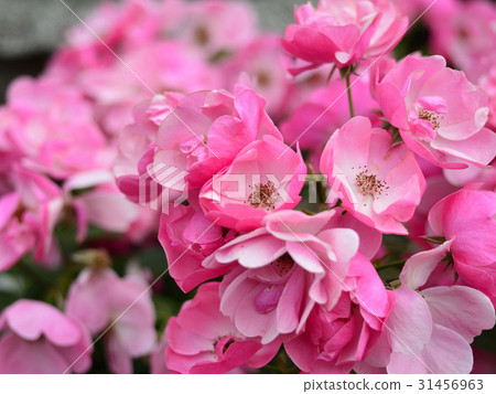 玫瑰 玫瑰 31456963